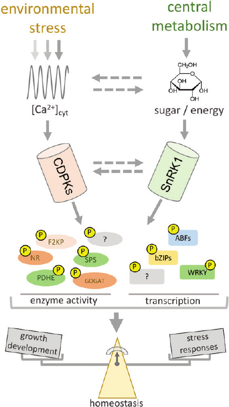Representative model from Alves et al. 2021 integrating calcium-dependent protein kinases and SnRK1 to balance growth and stress responses