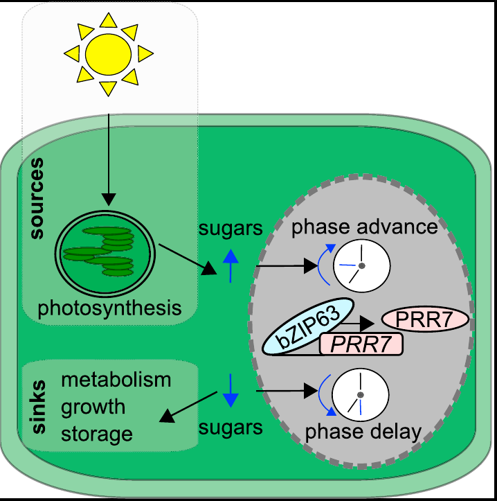 Graphical abstract from Frank et al. 2018 showing sugar-dependent circadian entrainment through bZIP63 and PRR7