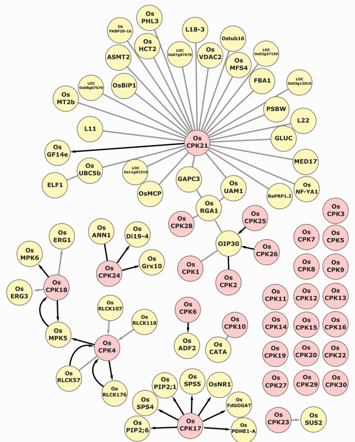 Rice CDPK protein-protein interaction network from Marques et al. 2022
