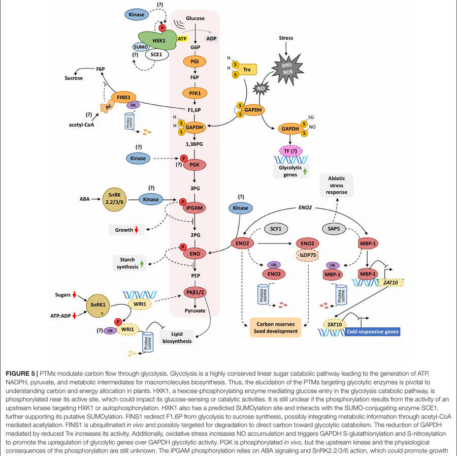 Pathway diagram from Matiolli et al. 2022 showing post-translational modifications modulating carbon flow through glycolysis