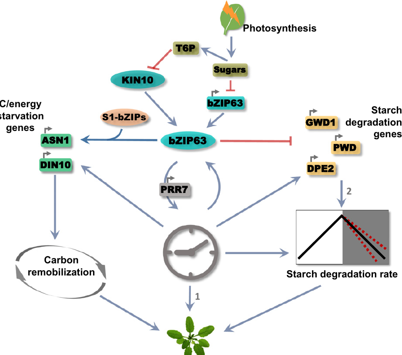 Model figure from Viana et al. 2021 showing bZIP63 linking the circadian clock, sugar signalling and starch degradation rate to plant growth
